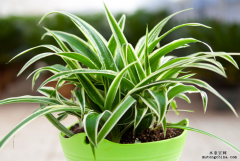 錯誤的除甲醛方法要人命