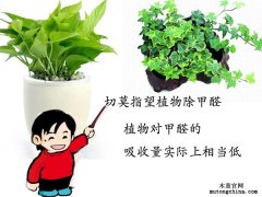 植物除甲醛管不管用？